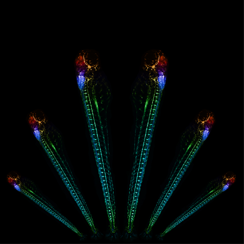 Zebrafish_rainbow_feathers.jpg